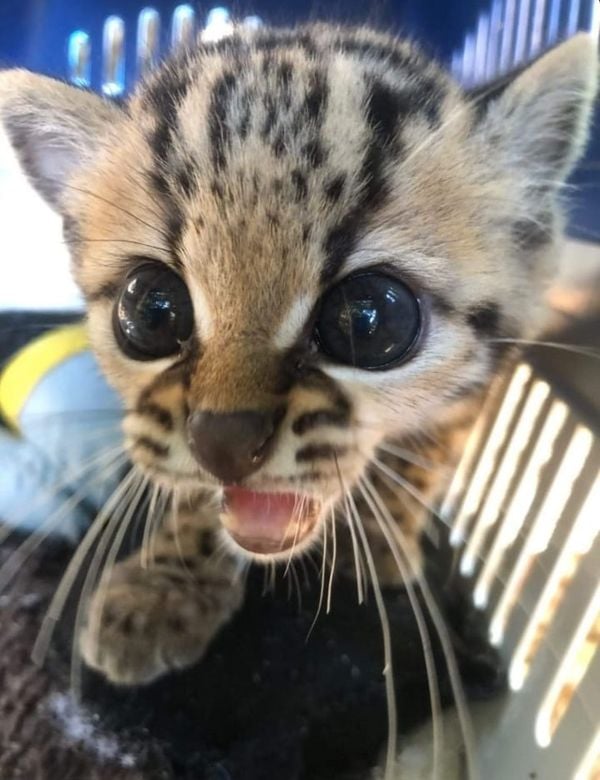 A cirurgia, segundo Diogo Garnica, é complexa por causa do tamanho do animal