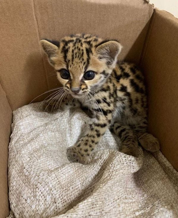 Espécie está em extinção no Brasil