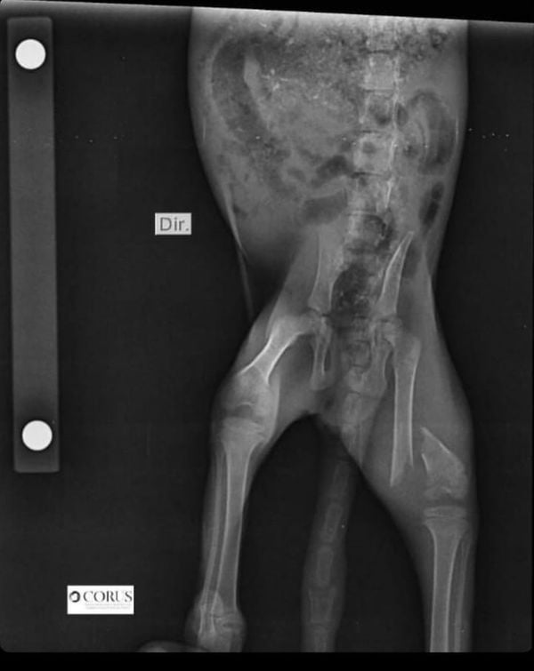 O filhote teve o fêmur quebrado por conta do ataque e será operado nesta quinta (17)