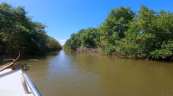 O maior manguezal urbano da América Latina pode ser visitado por um tour de barco ao redor da Ilha de Vitória