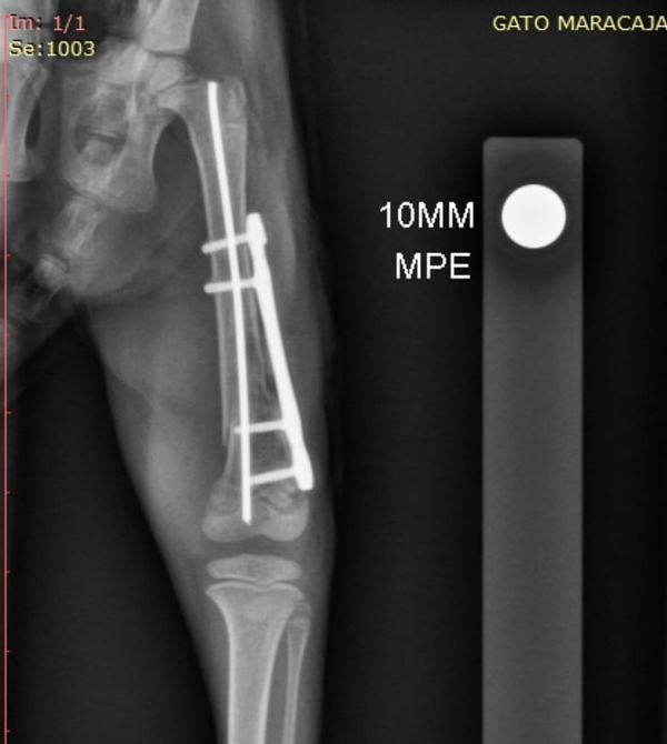 Cirurgia foi considerada um sucesso, mas filhote de gato-maracujá não resistiu ao pós-operatório