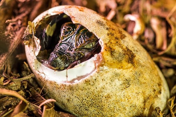 Filhote de jacaré no ES Projeto Caiman