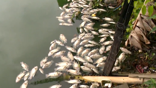 Lagoa amanhece tomada por peixes mortos em Linhares. É a Semana da Água