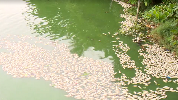 Peixes aparecem mortos em lagoa de Linhares