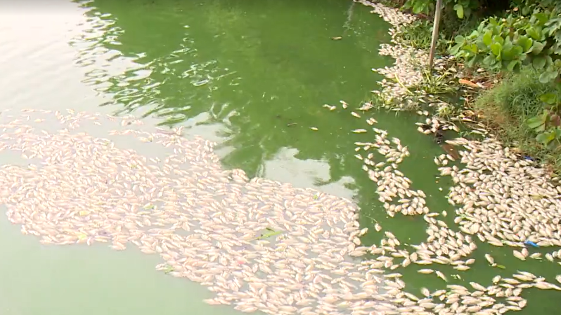 Lagoa amanhece tomada por peixes mortos em Linhares. É a Semana da Água