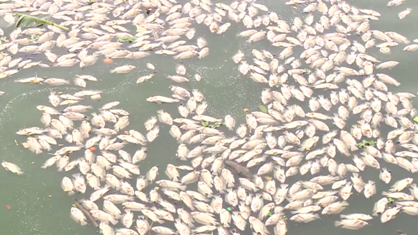 Lagoa amanhece tomada por peixes mortos em Linhares. É a Semana da Água