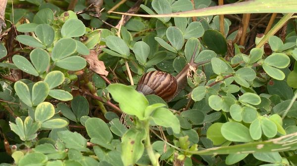 Caramujo se alimentando