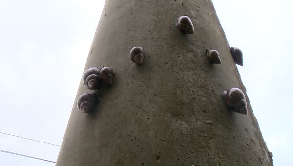 Vários caramujos em um poste