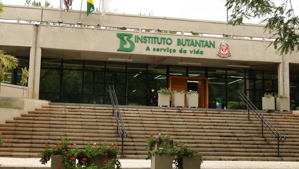 Versão da substância protege camundongos de morte causada pelo veneno do réptil