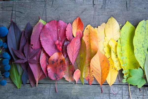 Folhas coloridas, cores, outono