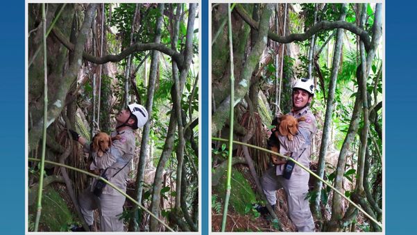 Cadela é resgatada por bombeiros em área de mata no Caparaó