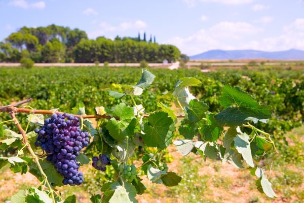 Vinhedo de uvas Bobal na Espanha