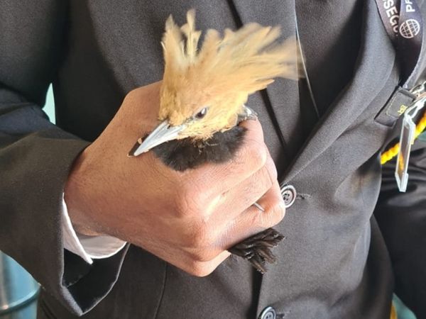 Pica-pau é visto em shopping de Vitória