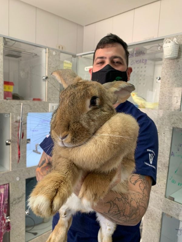 O médico-veterinário de pets não convencionais, Eduardo Lazaro, explica que os coelhos são animais afetivos e que não representam nenhum perigo viajando dentro da cabine do avião