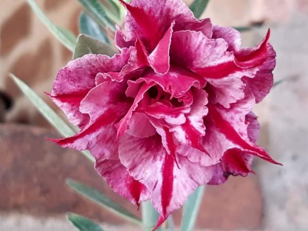 Sabores da Terra: Rosa do Deserto, da Flora da Prata por Divulgação