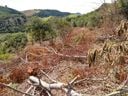 Quase 80 mil metros quadrados de vegetação nativa é encontrada desmatada em Alegre(Divulgação \ 3° BPMES)