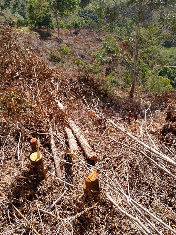 Policiais encontraram uma área de desmatamento de vegetação nativa sem autorização por Divulgação \ 3° BPMES