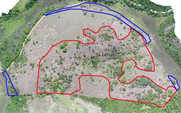 Quase 80 mil metros quadrados de vegetação nativa é encontrada desmatada em Alegre