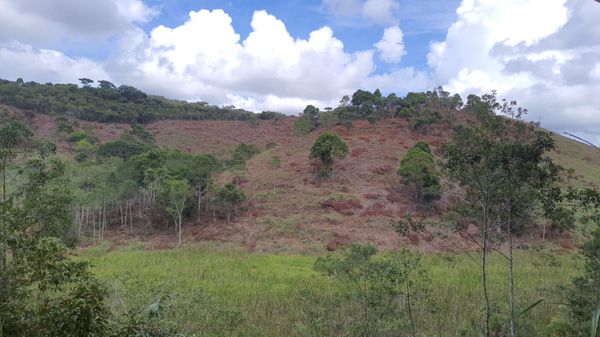 Quase 80 mil metros quadrados de vegetação nativa é encontrada desmatada em Alegre