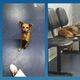 Imagem - Mistério em Marataízes: de quem é cachorro que "mora" em UPA?