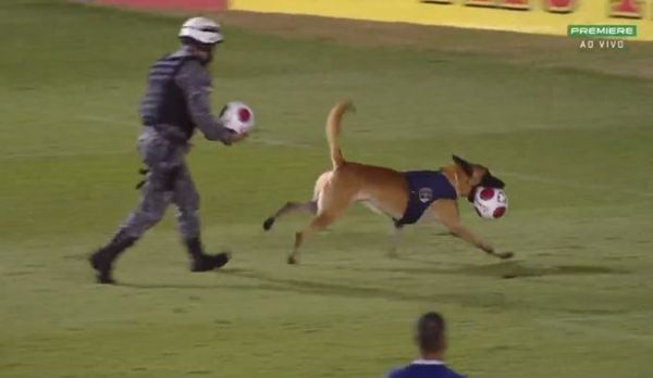 Cachorro policial invade campo e rouba bola durante jogo