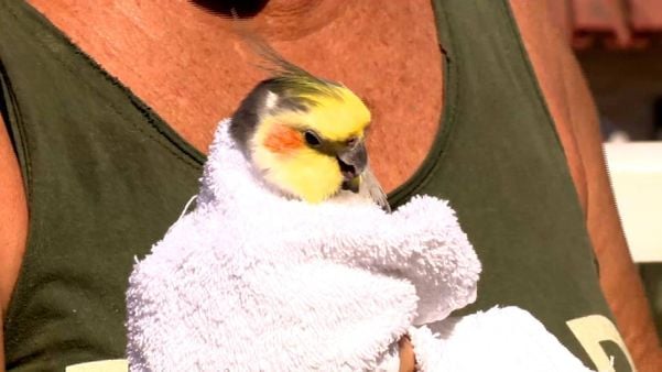 Calopsita de sobrevivente de tragédia em Vila Velha aparece sobre escombros