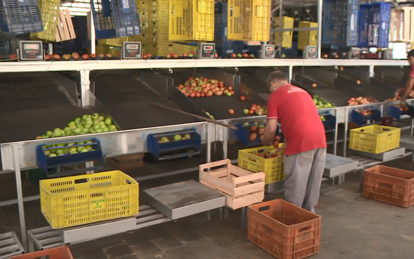Maior parte dos produtores do município têm suas hortaliças comercializadas por meio de centros de distribuição da região