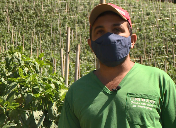 Fábio Tomazini planta pimentão em Vargem Alta 