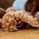Imagem - Entenda a linguagem corporal dos gatos e a hora certa de brincar ou de acariciá-los