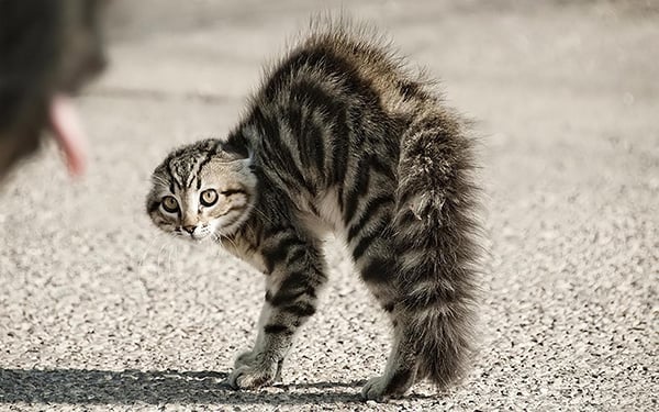 Esse gato revela uma postura corporal que indica medo e por isso está pronto para o ataque, se for necessário