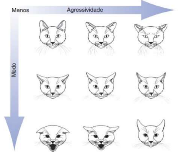 Esta tabela ajuda a entender a posição das orelhas e das pupilas indicando se o gato está em uma situação de medo ou agressividade. Quanto mais para a direita, mais agressivo, e para baixo, com medo