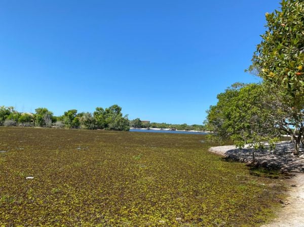 Plantas aquáticas cobriram a Lagoa Guanandy, no município de Itapemirim, no Sul do Estado  por Redes Sociais
