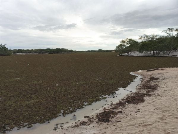 Plantas aquáticas cobriram a Lagoa Guanandy, no município de Itapemirim, no Sul do Estado  por Redes Sociais