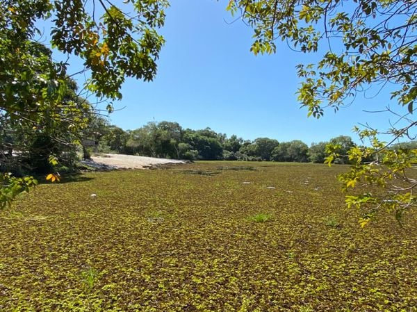 Plantas aquáticas cobriram a Lagoa Guanandy, no município de Itapemirim, no Sul do Estado  por Redes Sociais
