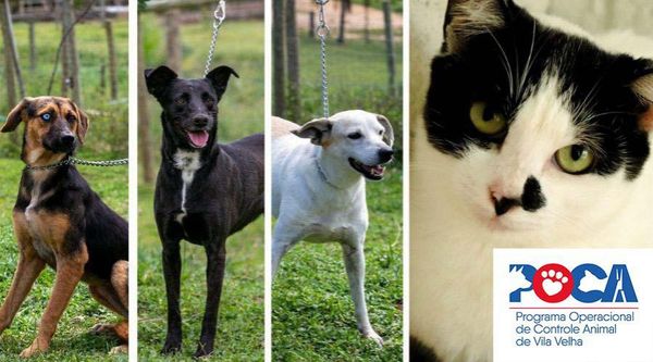 Prefeitura de Vila Velha cadastra interessados em castrar cães e gatos