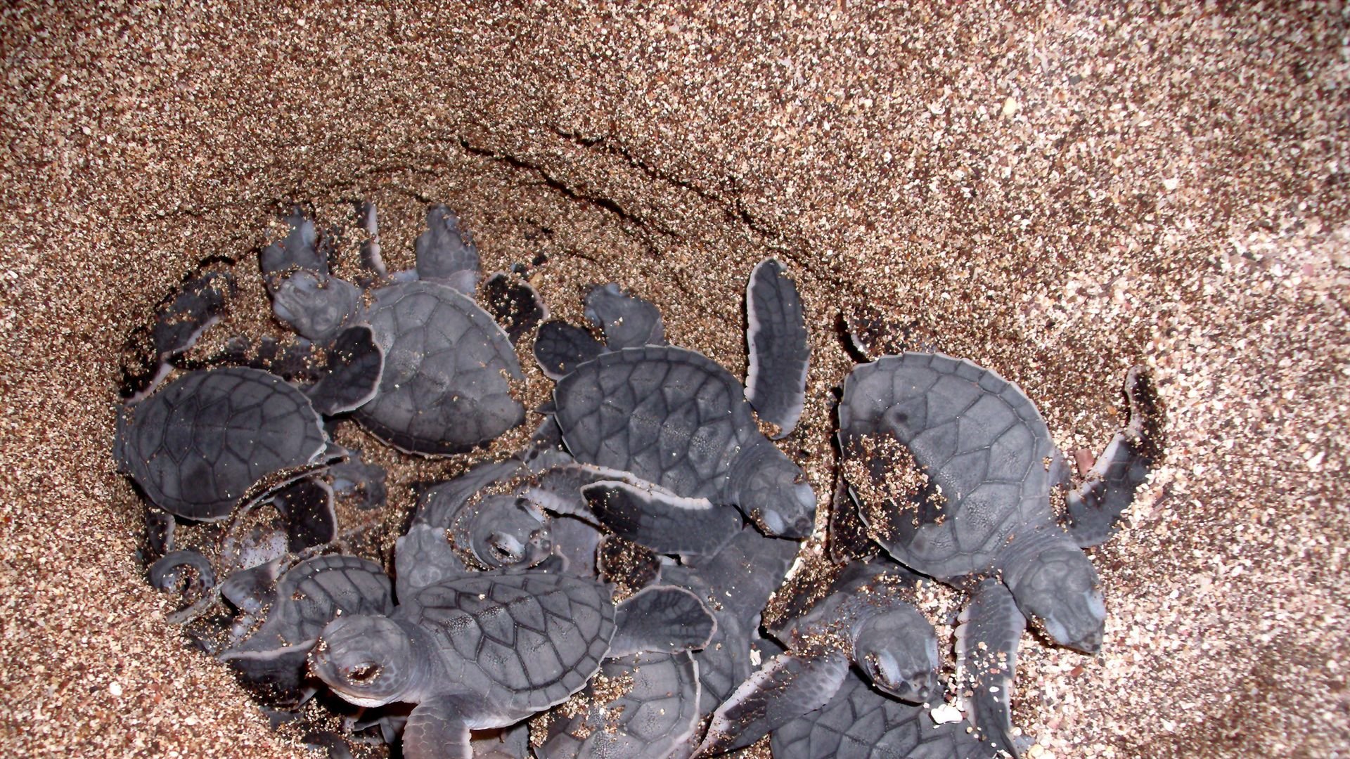 O casco ajuda a identificar a espécie: no caso da tartaruga-verde, ele possui quatro placas laterais