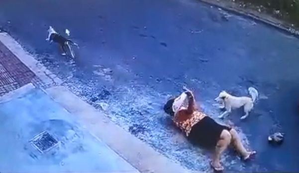 dosa foi atacada por cães no meio da rua em Cariacica