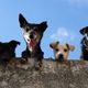 Imagem - Entenda a linguagem corporal dos cachorros. Confira 10 sinais importantes