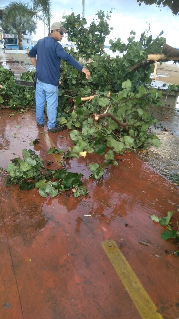 Defesa Civil realiza serviço de retirada de árvores de estradas e vias, nesta terça-feira (17), em Anchieta por Defesa Civil de Anchieta