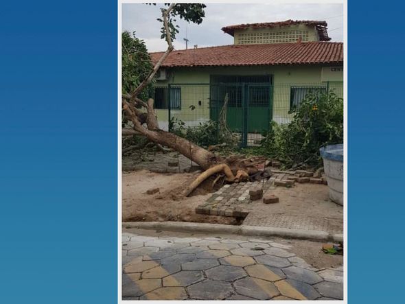 Árvore caiu após temporal por Leitor de A Gazeta
