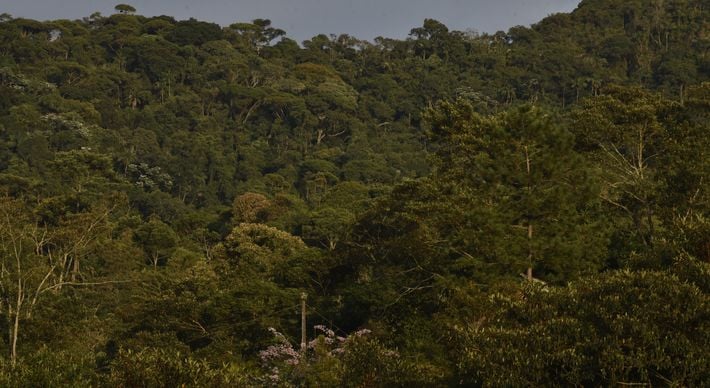 Veto é aceno do presidente aos ambientalistas após o Palácio do Planalto não conseguir impedir a iniciativa do Centrão que desidratou o Ministério do Meio Ambiente