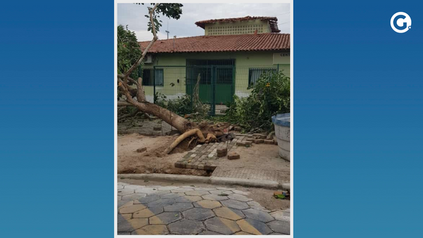 Árvore caiu após temporal por Leitor de A Gazeta
