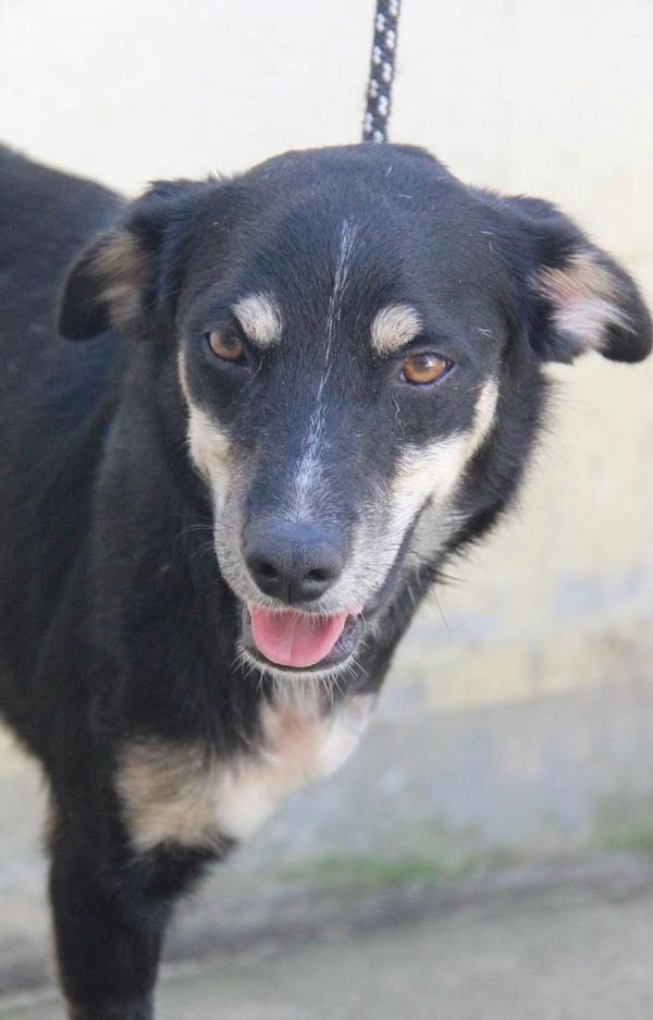 Animais resgatados em feira de adoção em shopping  por Maria Izabel I Voluntária