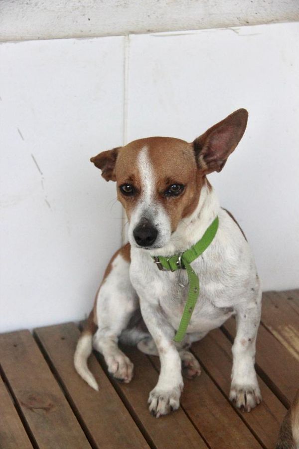 Animais resgatados em feira de adoção em shopping  por Maria Izabel I Voluntária