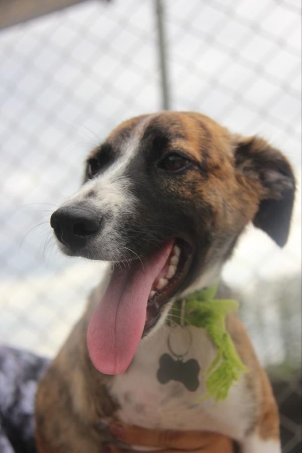 Animais resgatados em feira de adoção em shopping  por Maria Izabel I Voluntária