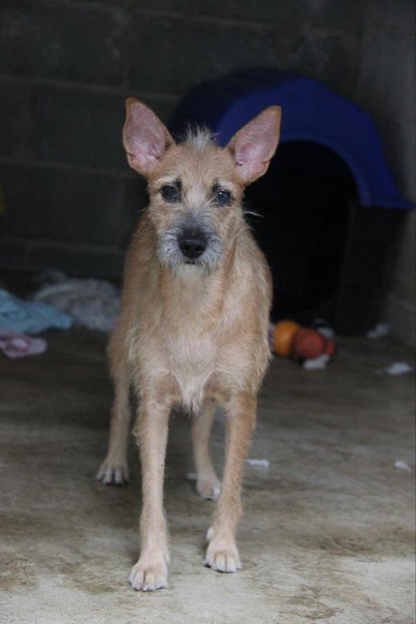 Animais resgatados em feira de adoção em shopping  por Maria Izabel I Voluntária