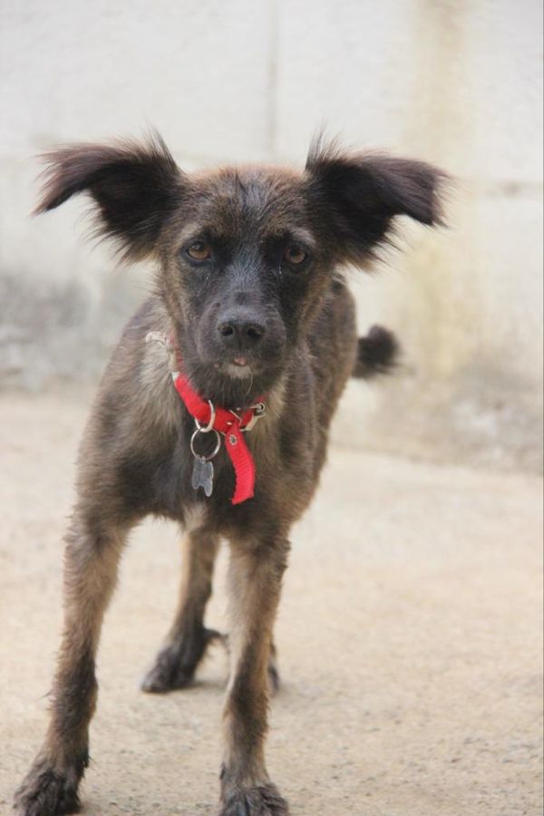 Animais resgatados em feira de adoção em shopping  por Maria Izabel I Voluntária