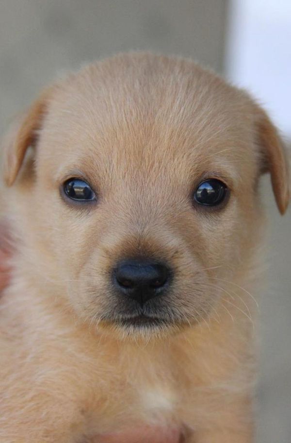 Animais resgatados em feira de adoção em shopping  por Maria Izabel I Voluntária