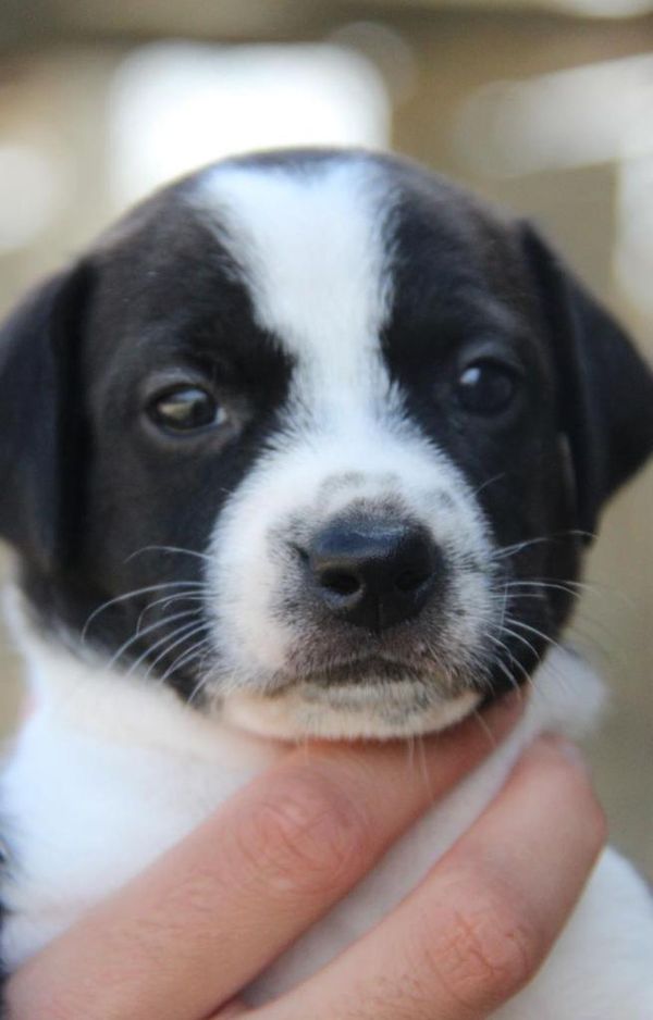 Animais resgatados em feira de adoção em shopping  por Maria Izabel I Voluntária