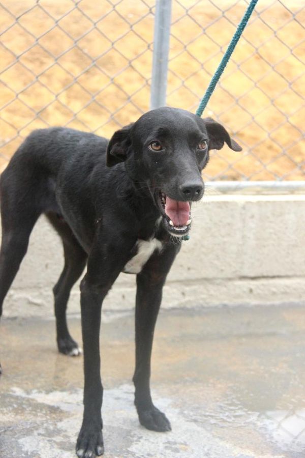 Animais resgatados em feira de adoção em shopping  por Maria Izabel I Voluntária